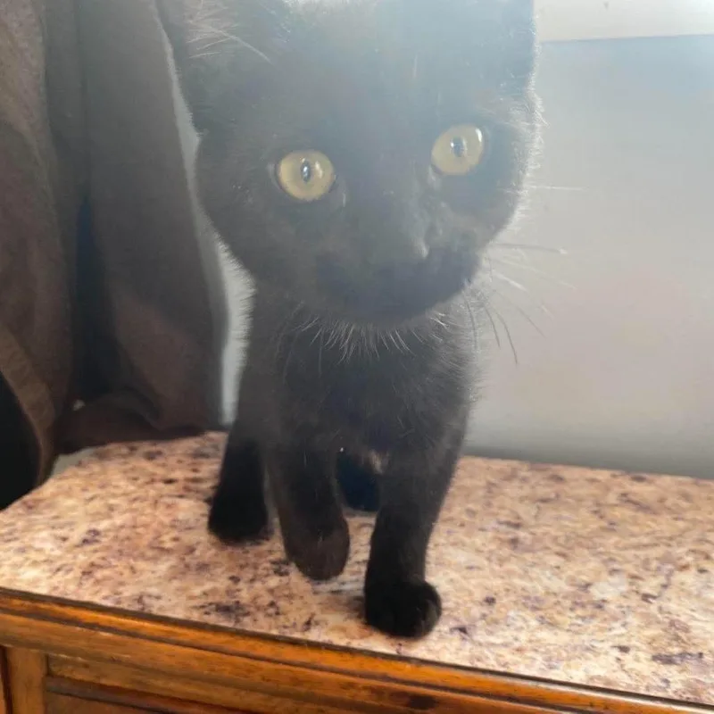 A baby small-sized female Domestic Short Hair cat named Charlotte for adoption in Verona, VA