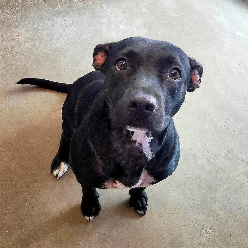 A young medium-sized female Black Labrador Retriever dog named Darla for adoption in Austin, TX