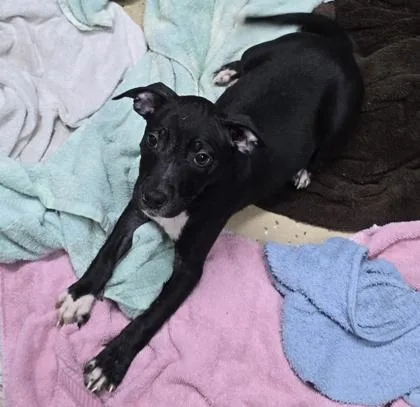 A baby small-sized female Black Pit Bull Terrier dog named Mossie for adoption in Bishop, GA