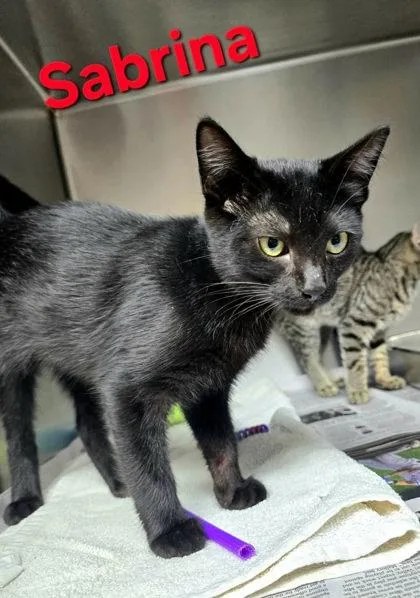A young medium-sized female Black Domestic Short Hair cat named Sabrina for adoption in Sullivan, IN