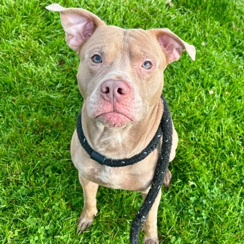 A young medium-sized male Terrier dog named Champagne for adoption in North Syracuse, NY