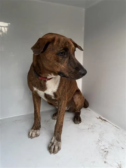 An adult medium-sized female Pit Bull Terrier dog named A for adoption in Houston, TX