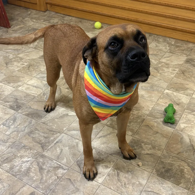 An adult large-sized female Red / Chestnut / Orange Boxer dog named Jenna for adoption in Pilot Point, TX