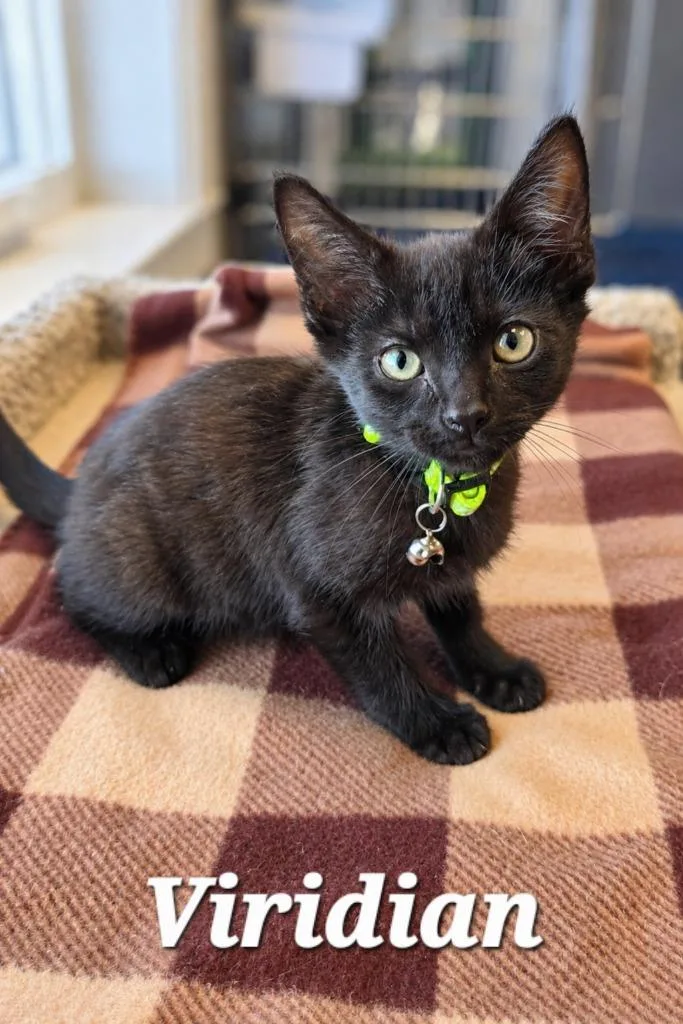 A baby small-sized male Domestic Short Hair cat named Viridian for adoption in Sidney, OH