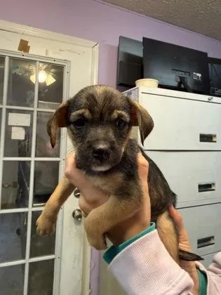 A baby small-sized female Mixed Breed dog named Hazelnut for adoption in West Chester, PA