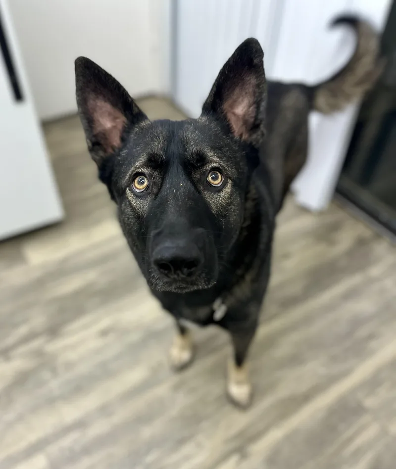 An adult medium-sized male Bicolor Shepherd dog named Charleston for adoption in Sonora, CA