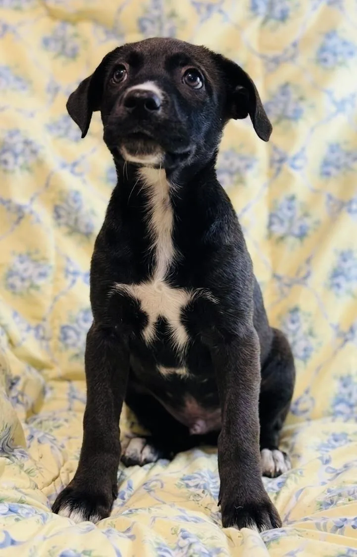 A baby medium-sized male Black Mixed Breed dog named Atticus for adoption in Rogers, AR