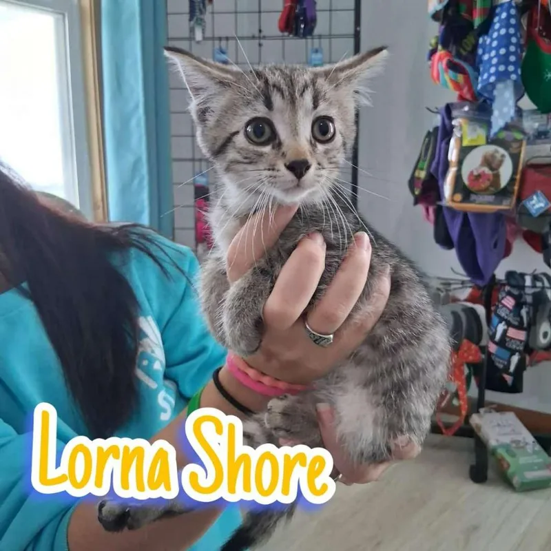 A baby small-sized male Domestic Short Hair cat named Lorna shore for adoption in Hillsboro, OH