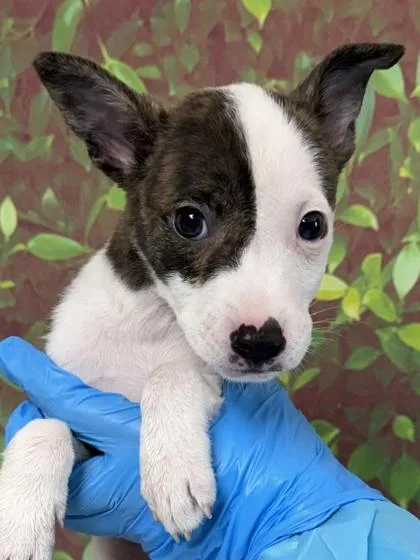 A young small-sized male Terrier dog named Taylor for adoption in San Antonio, TX