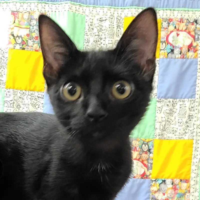 An adult small-sized male Black Domestic Short Hair cat named Honey for adoption in Hemet, CA