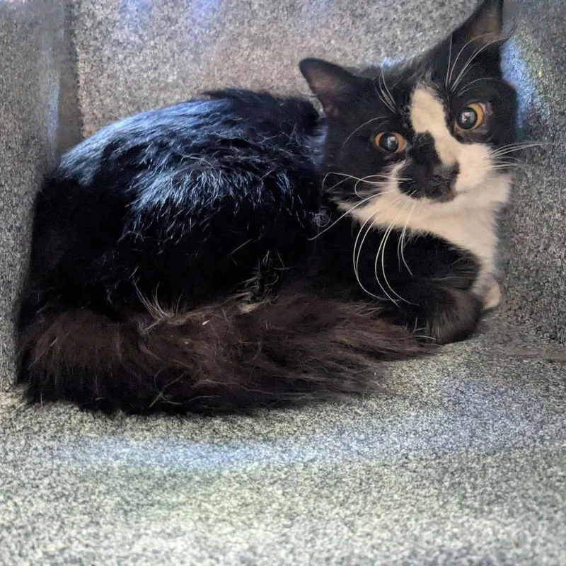 An adult medium-sized male Black Domestic Medium Hair cat named Nicholas for adoption in Birmingham, AL