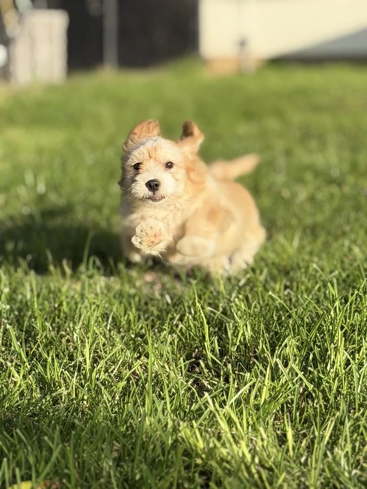 A baby small-sized female Terrier dog named Dot for adoption in Richmond, TX