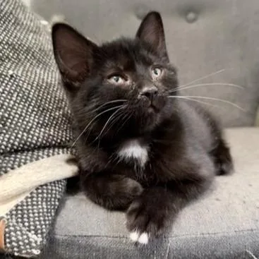 A baby small-sized female Black Domestic Short Hair cat named Crystal C for adoption in Princeton, MN