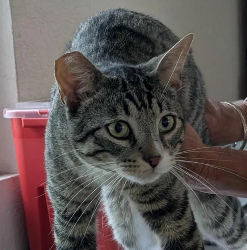 A young medium-sized male Tabby cat named Custer for adoption in San Pedro, CA