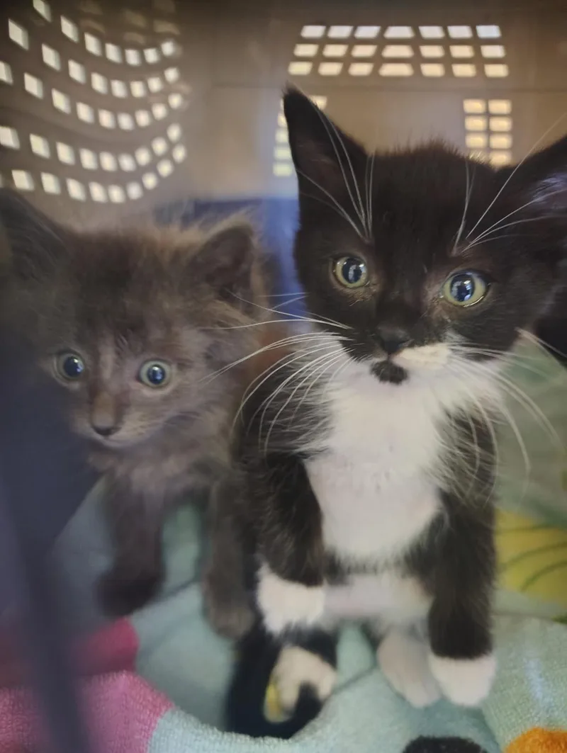 A baby medium-sized male Domestic Medium Hair cat named Conan Grey for adoption in Lincoln, CA