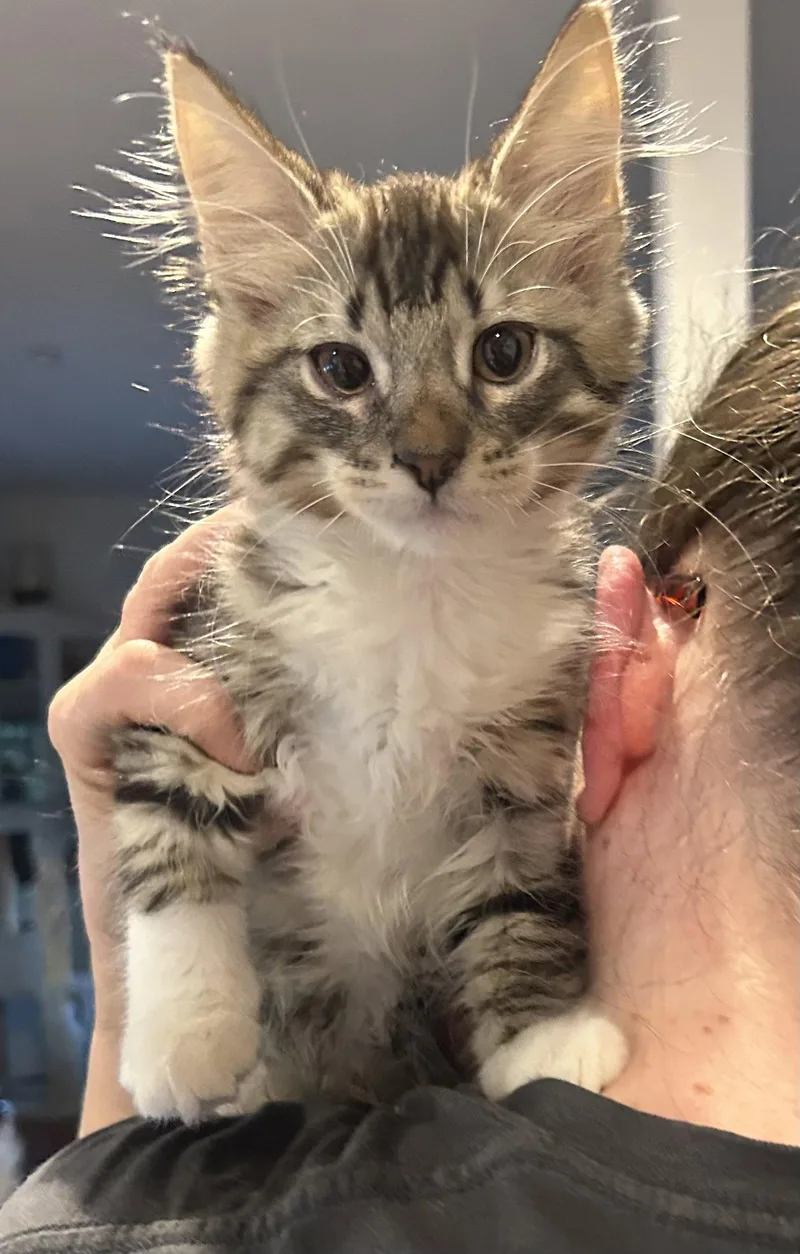 A baby medium-sized male Maine Coon cat named Maverick Napa for adoption in Napa, CA