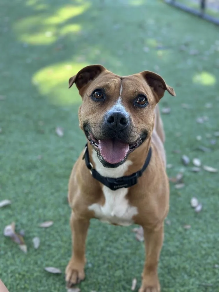 Ginger Spice thumbnail 2