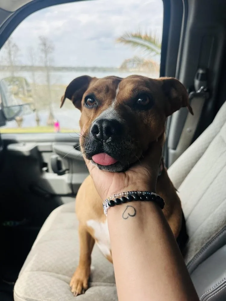 Ginger Spice thumbnail 3