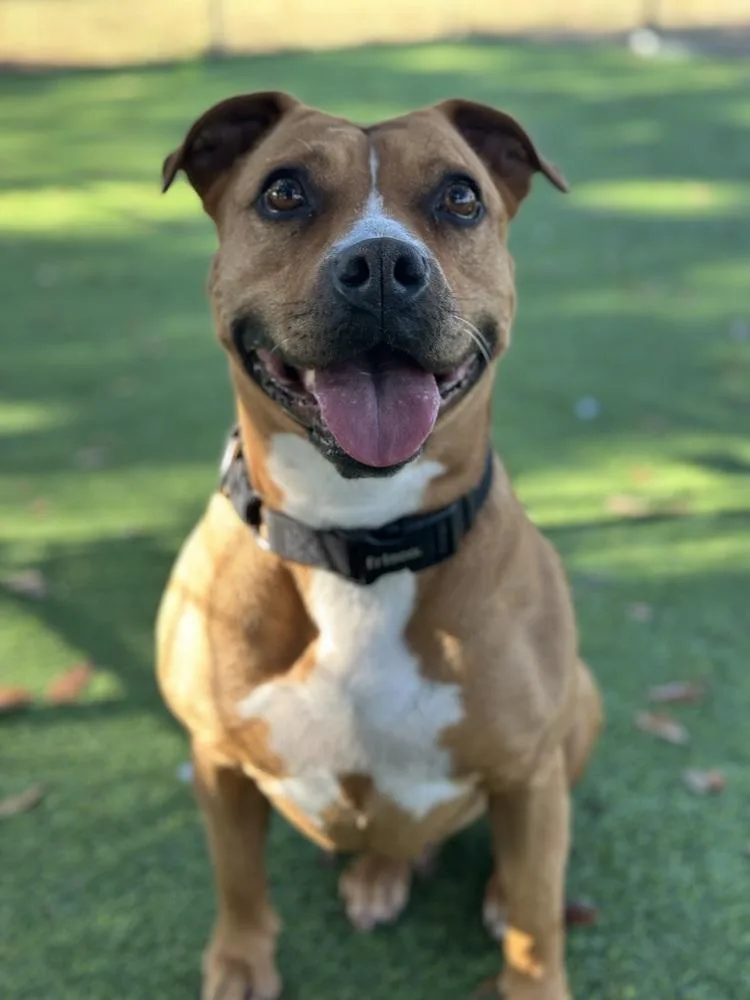 Ginger Spice thumbnail 4