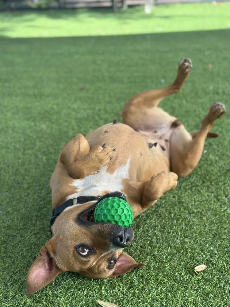 Ginger Spice thumbnail 5