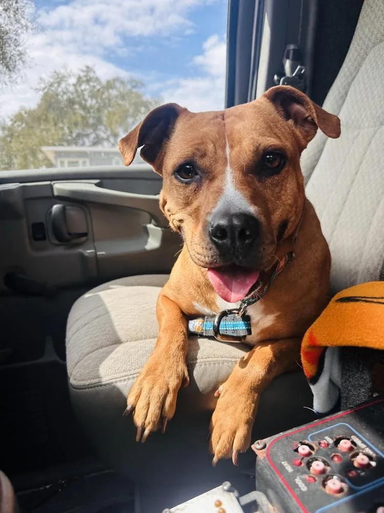 Ginger Spice thumbnail 6