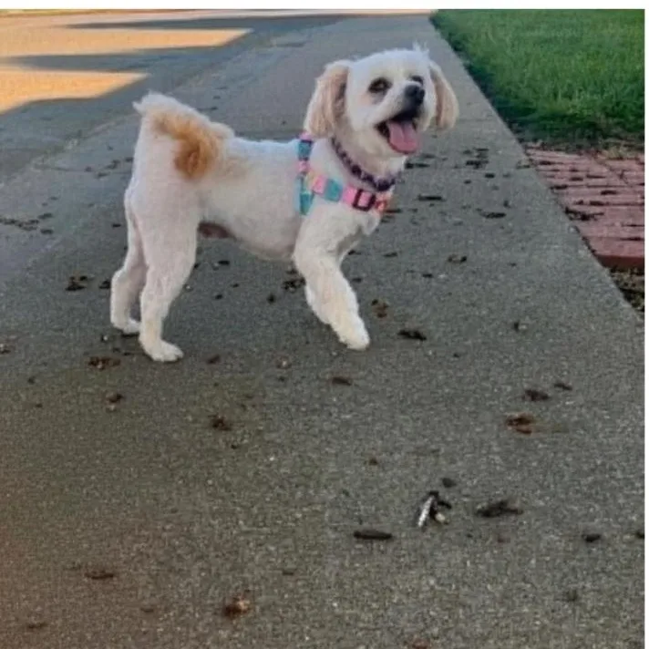 A young small-sized female Maltipoo dog named Annie for adoption in San Francisco, CA