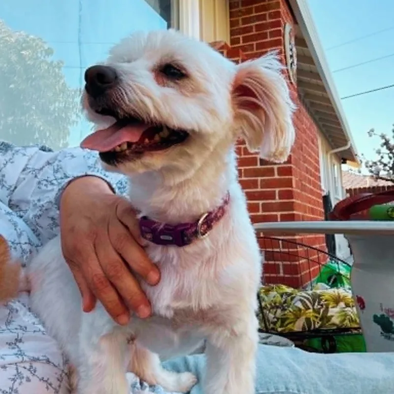 Annie thumbnail 5