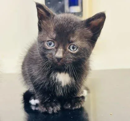 A baby small-sized female Domestic Short Hair cat named Soy for adoption in West Chester, PA