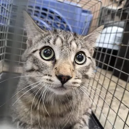 An adult small-sized male Brown / Chocolate Domestic Short Hair cat named Totoro for adoption in Cleveland, MS