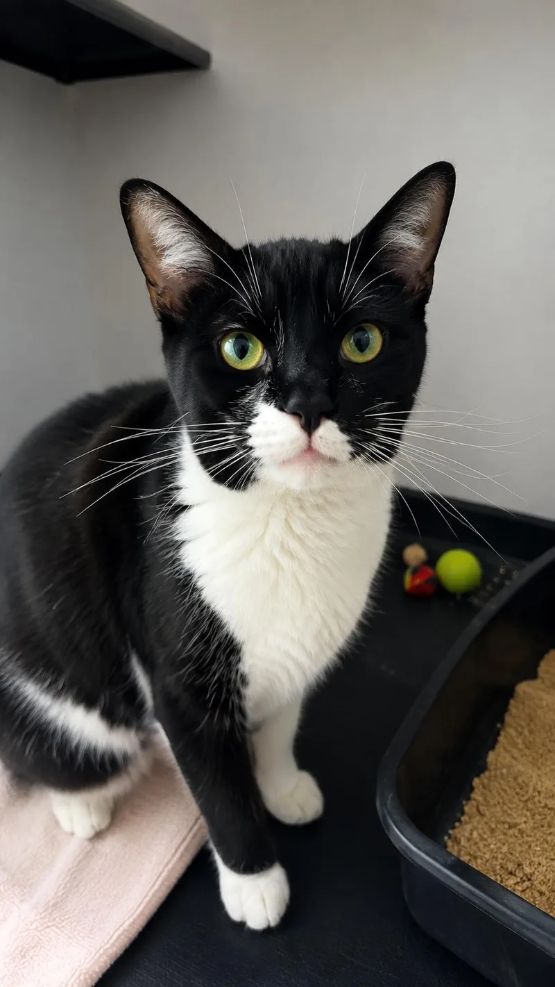 An adult large-sized female Black & White / Tuxedo Domestic Short Hair cat named Cherry Blossom for adoption in Salisbury, MA