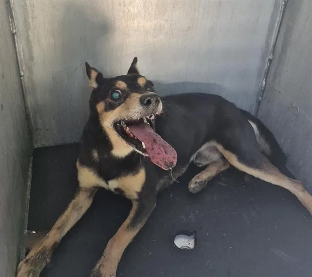 An adult small-sized male Chihuahua dog named Bingo for adoption in San Antonio, TX