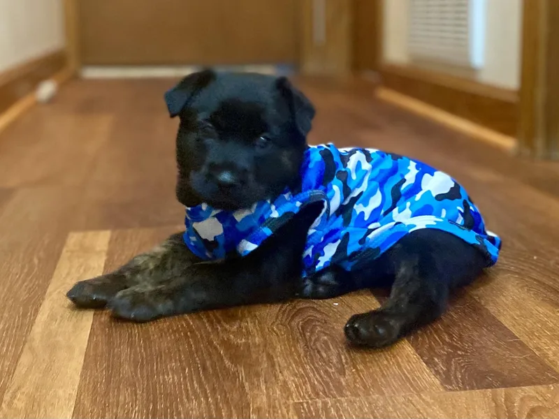 Chloe Kim thumbnail 3