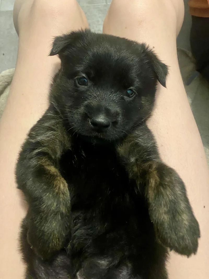 Chloe Kim thumbnail 4