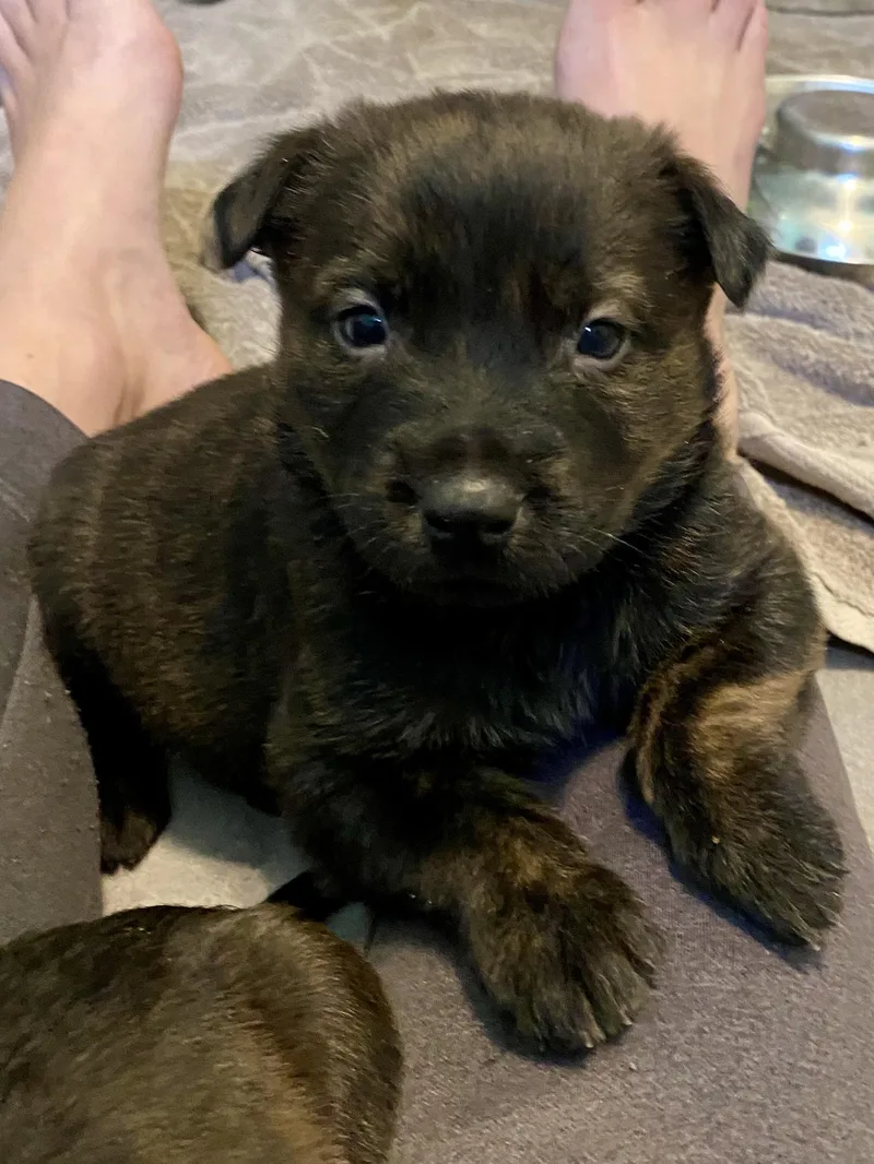 Chloe Kim thumbnail 5