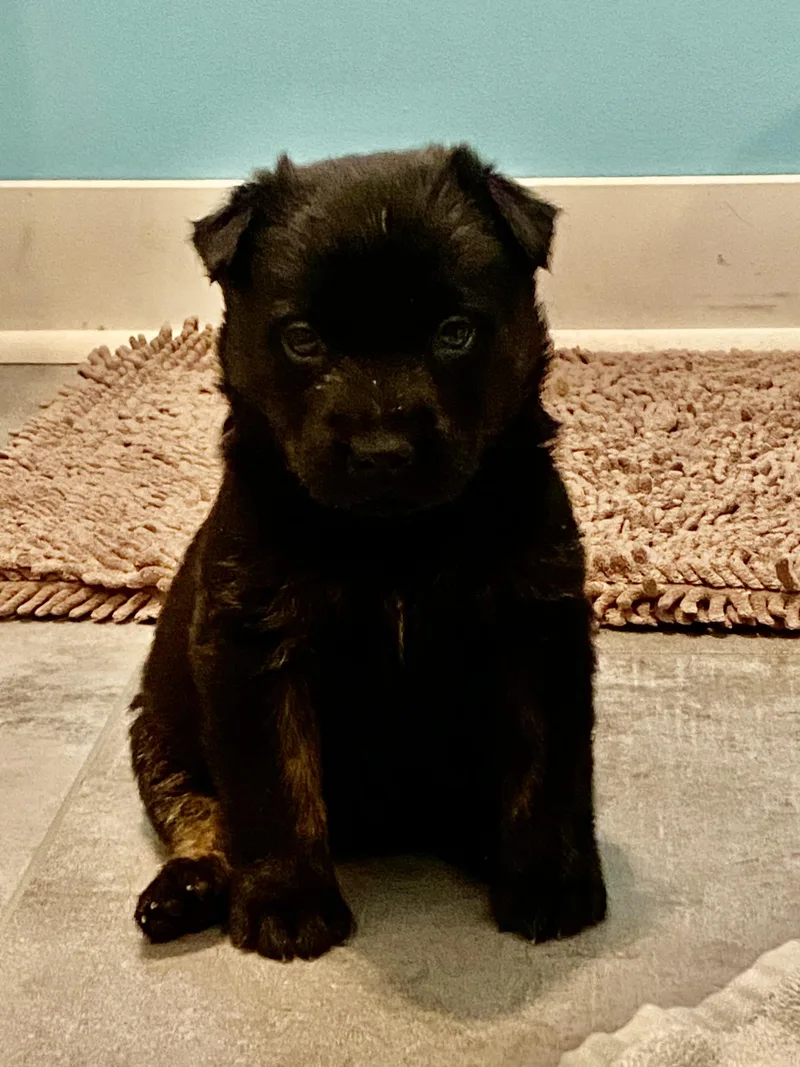 Chloe Kim thumbnail 6