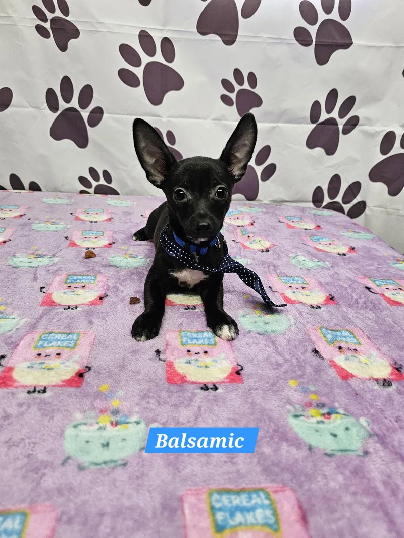 A young medium-sized male Chihuahua dog named Balsamic for adoption in Metairie, LA