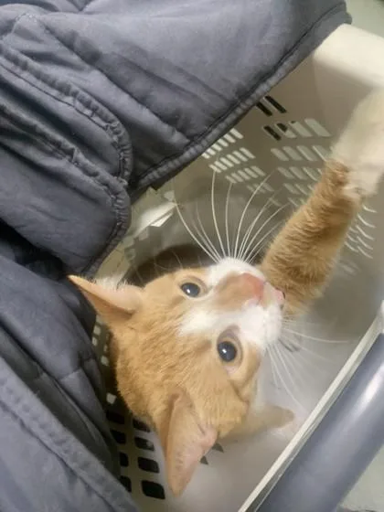 An adult small-sized male Domestic Short Hair cat named Light for adoption in New Orleans, LA