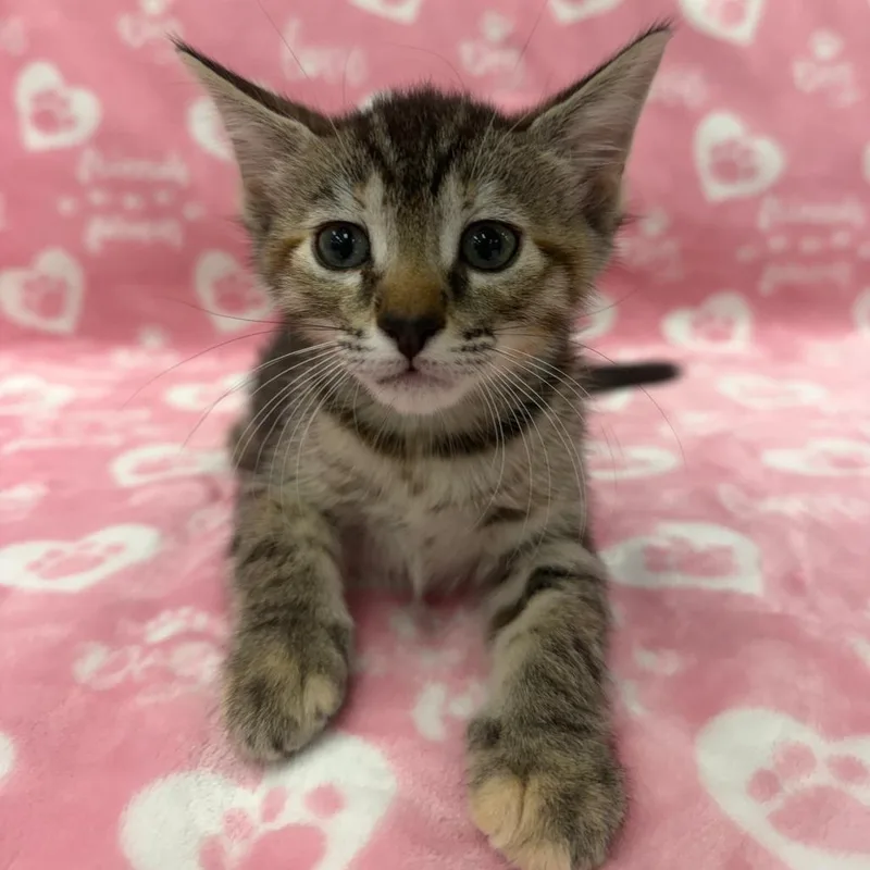 A young medium-sized female Tabby (Buff / Tan / Fawn) Domestic Short Hair cat named Kara for adoption in miami, FL