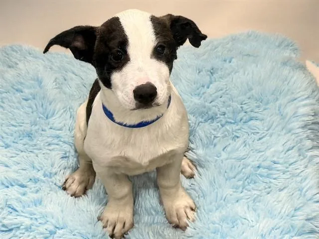 A baby medium-sized male Parson Russell Terrier dog named Big Man for adoption in Fort Lauderdale, FL