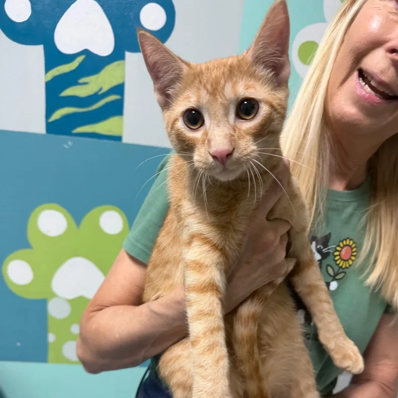 A baby medium-sized male Orange / Red Domestic Short Hair cat named Pumpkins for adoption in Brownsboro, AL