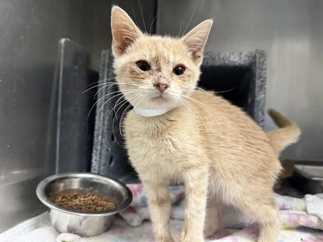 A baby small-sized male Domestic Short Hair cat named Phoenix for adoption in Pueblo, CO