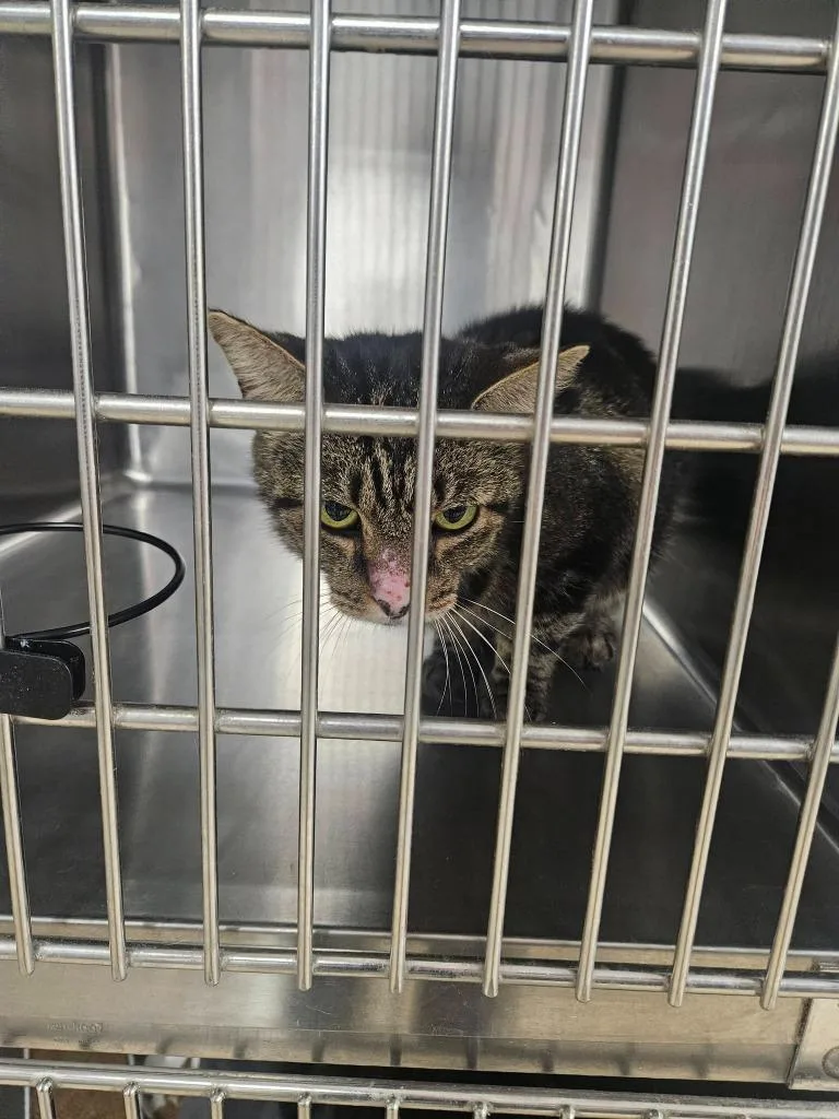 A young medium-sized female Domestic Short Hair cat named Mona for adoption in Maryville, TN