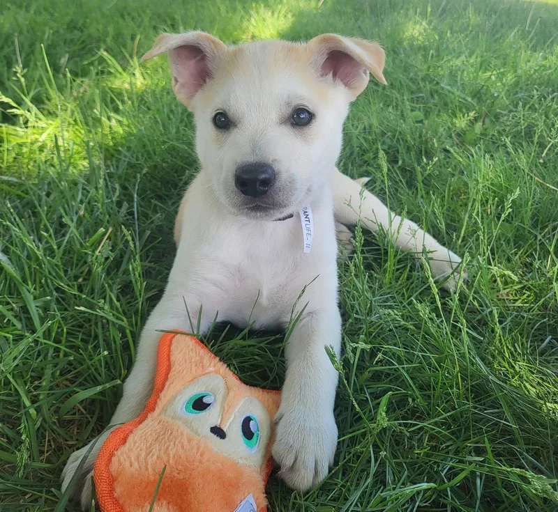 A baby medium-sized male Golden Retriever dog named Parcheesi for adoption in Germantown, OH