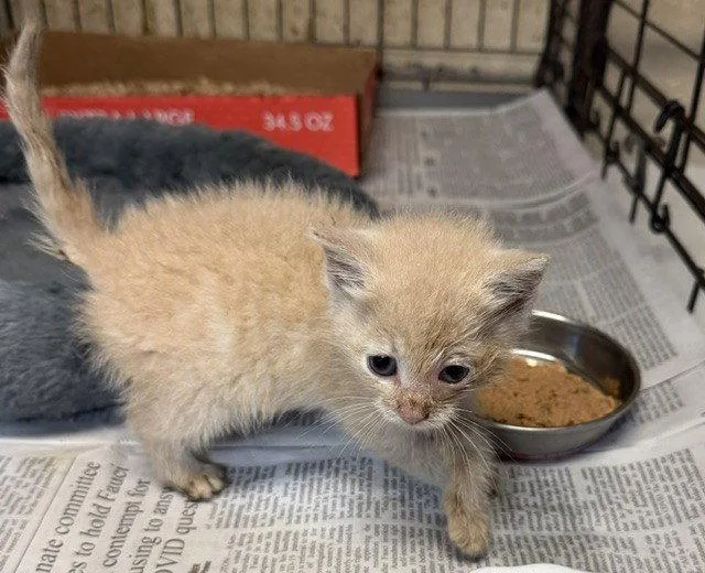 A young medium-sized male Buff / Tan / Fawn Domestic Short Hair cat named Spike for adoption in Apollo, PA