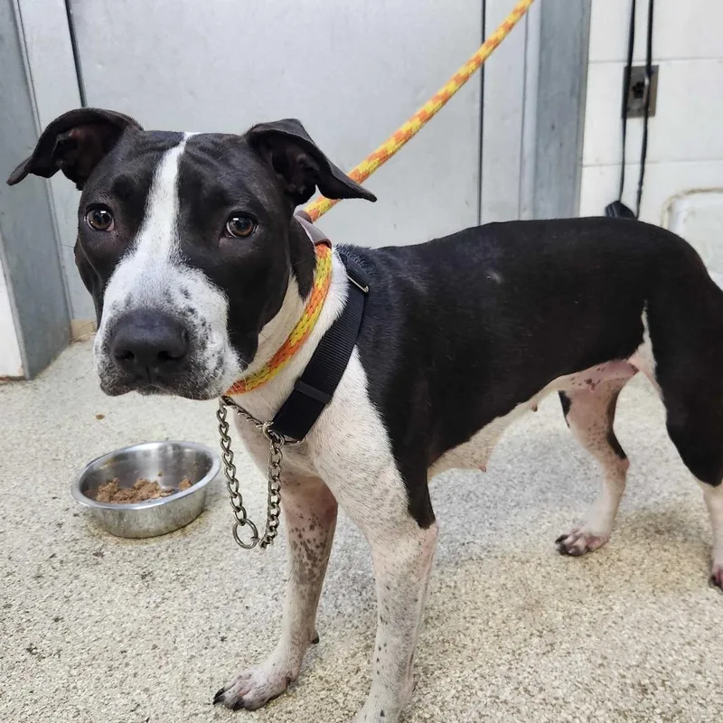 An adult medium-sized female Brown / Chocolate Pit Bull Terrier dog named MONTStray for adoption in Perkiomenville, PA