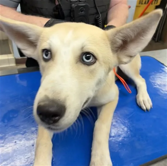 A young large-sized female Husky dog named Moon for adoption in Phoenix, AZ