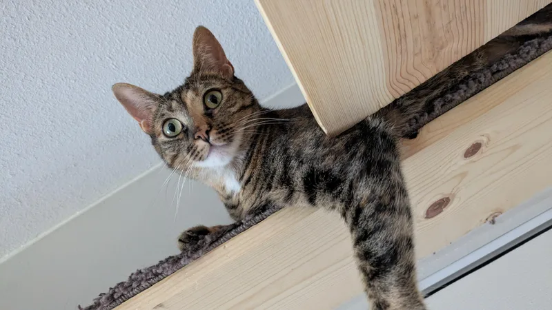 Zara & Zyla thumbnail 3