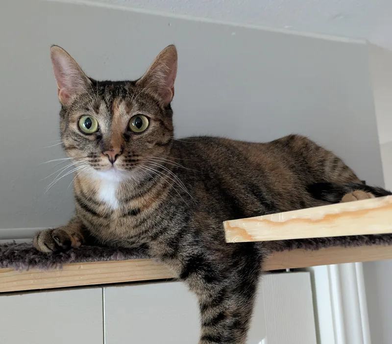 Zara & Zyla thumbnail 4