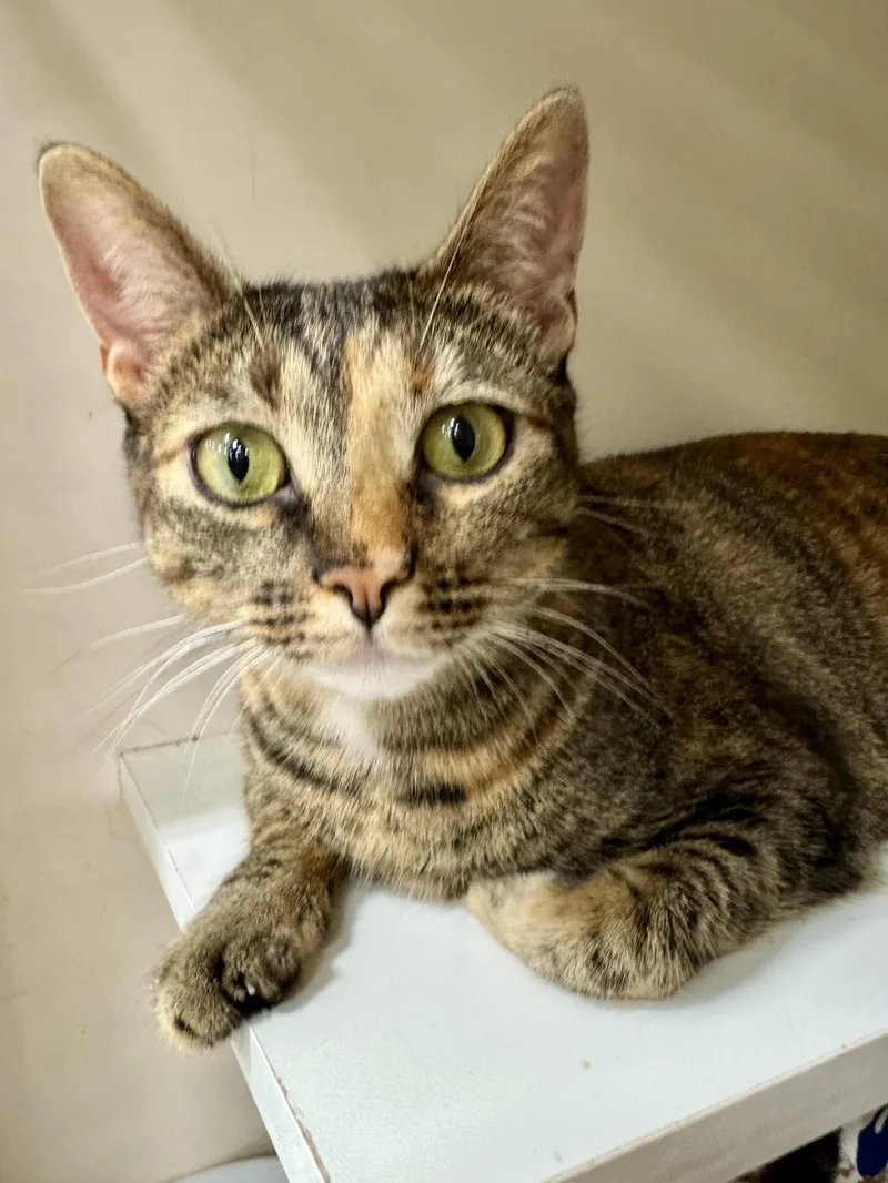 Zara & Zyla thumbnail 6