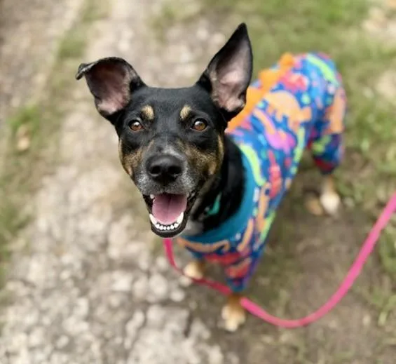A young medium-sized female Labrador Retriever dog named Cricket for adoption in Houston, TX
